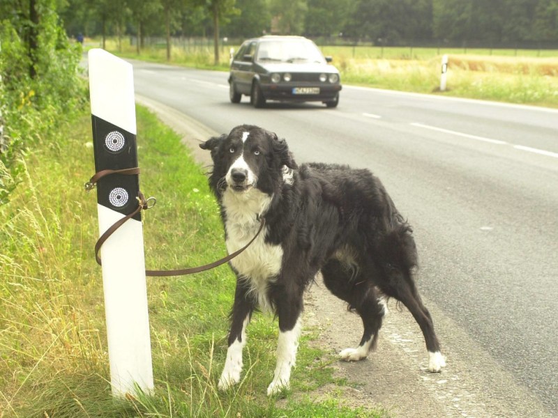 „Zum Opfer gefallen“: Hunde-Schicksal löst deutlich Worte aus – NRW-Tierheim warnt