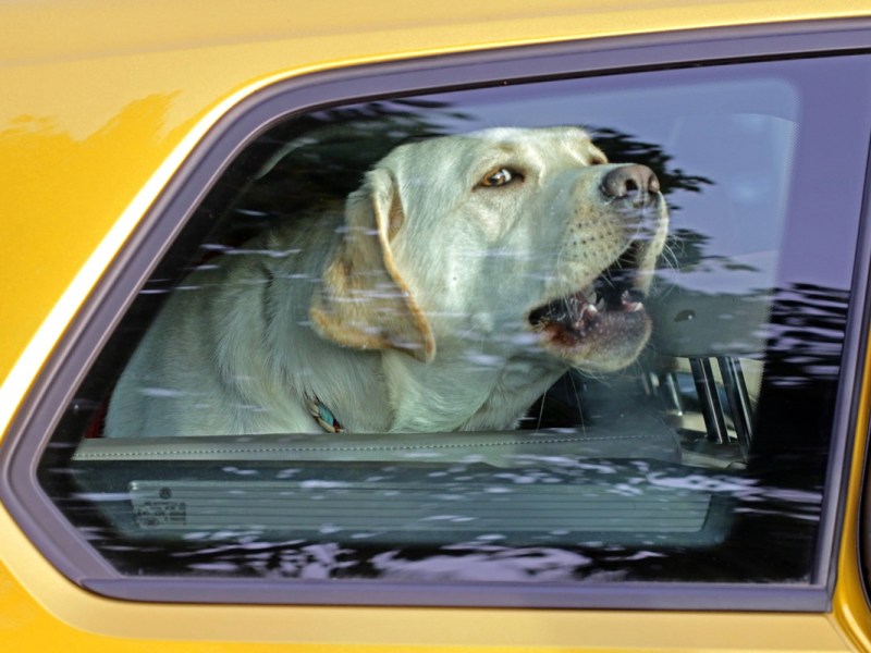 Frau lässt Hund bei Hitze in Essener Auto zurück – mit heftigen Konsequenzen