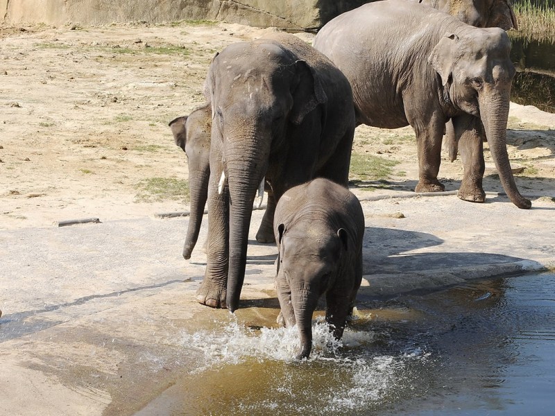 Hitze-Sonne knallt auf NRW-Zoo – Video aus Elefanten-Gehege zeigt es deutlich