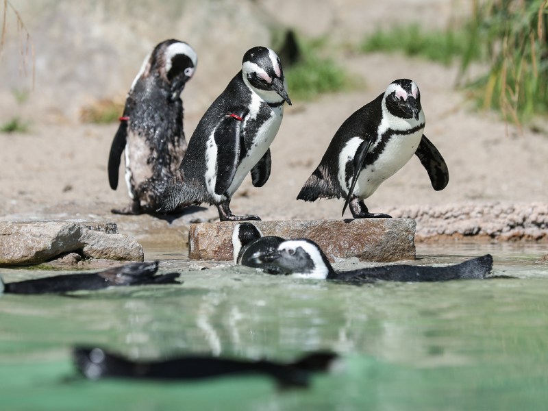 Die Bilder sind dramatisch – Zoo Duisburg muss handeln