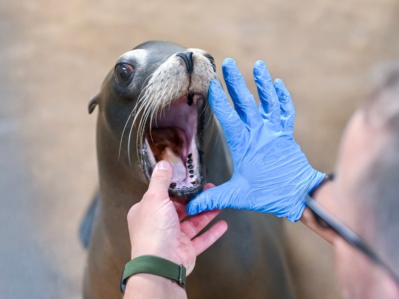 Tierärztin wird in Zoom Erlebniswelt gerufen – nach der Untersuchung steht es fest
