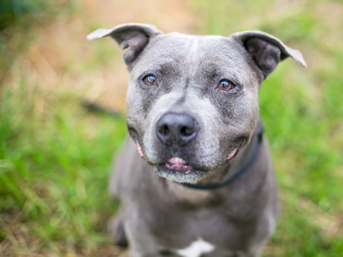 Nach Drama um entführten Tierheim-Hund Thyson aus NRW – jetzt gibt es Neuigkeiten
