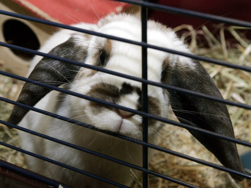 Nachwuchs in Tierheim in NRW – Mitarbeiter rufen sofort um Hilfe