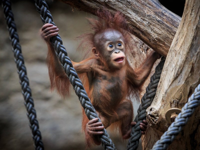 Pfleger lassen Wasser in NRW-Zoo ab – dann kommt Unglaubliches zum Vorschein