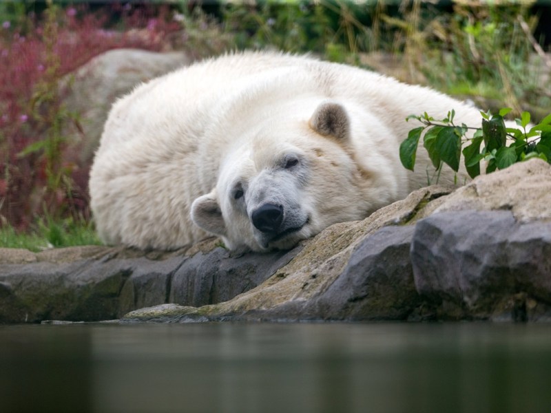Kurz vor dem traurigen Abschied aus dem Zoom Gelsenkirchen – es passiert mitten im Eisbär-Gehege