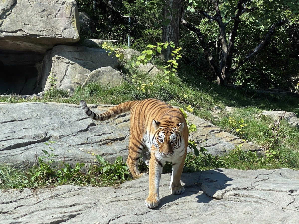 Drama im Zoo! Besucher sehen blutige Szene im Tiger-Gehege