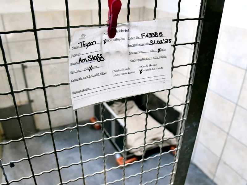 Hund aus NRW-Tierheim geklaut – was nach Monaten passiert, rührt zu Tränen