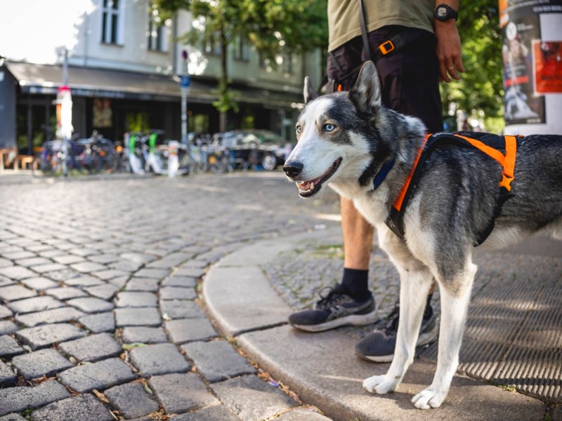 Tierheim in NRW schlägt Alarm – Warnung an Hunde-Besitzer vor massiver Gefahr