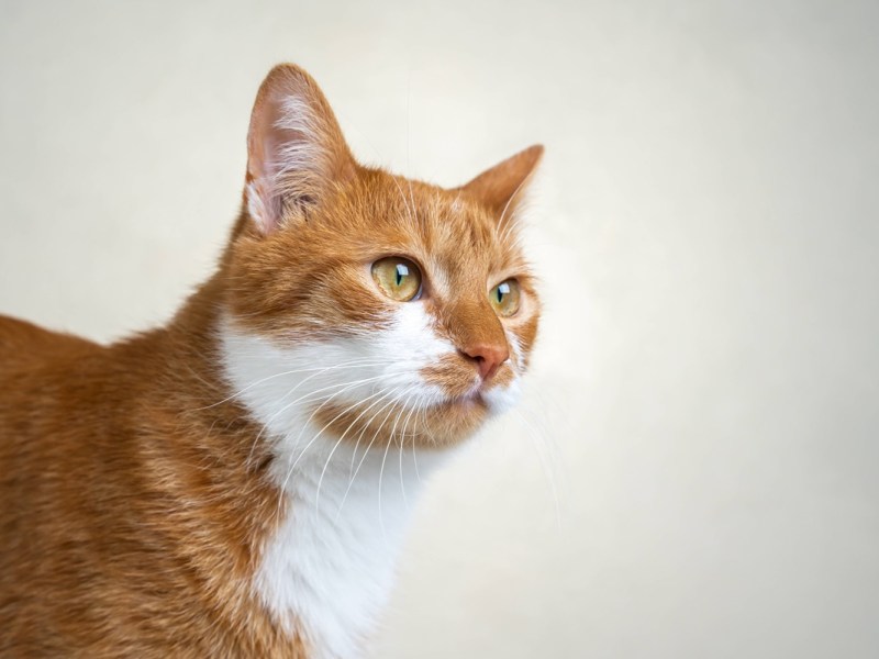 Tierheim Bochum vermittelt bissige Katze – fünf Monate später passiert es