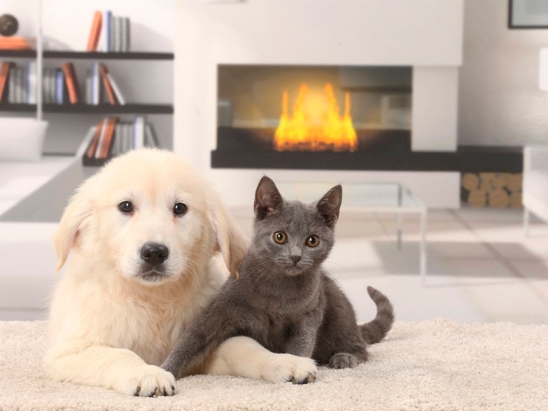 Kuscheleinheit mit Hund und Katze wird plötzlich zur Gefahr für mein Haustier – Tierärztin warnt