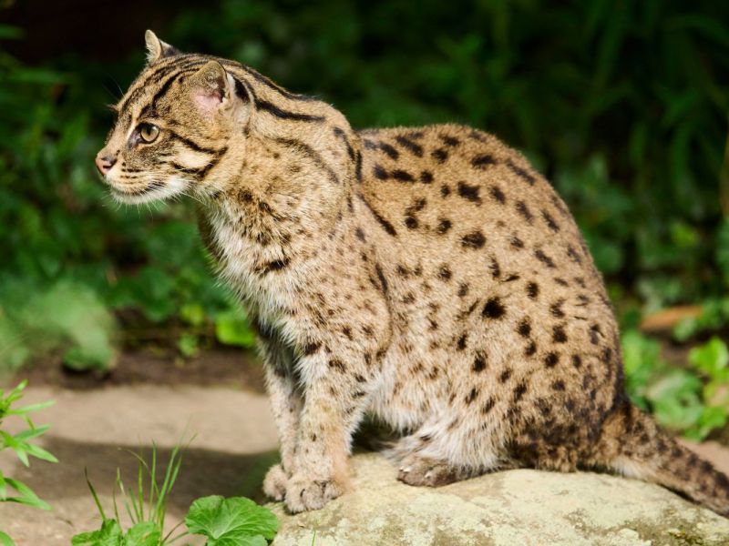 Gehege im Zoo Duisburg steht seit Monaten leer – jetzt herrscht Gewissheit