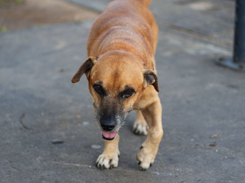 Mann misshandelt Hund im Ruhrgebiet – und prügelt auf Helfer ein