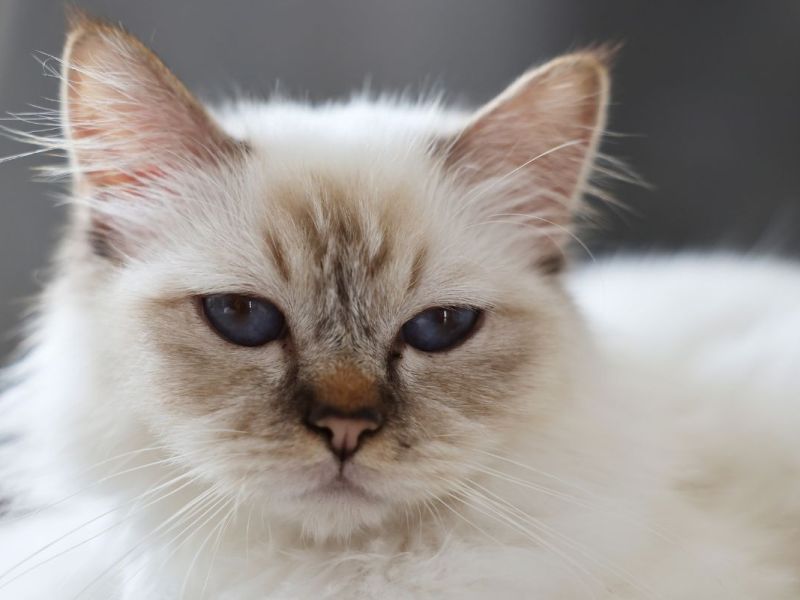 Tierheim nimmt Katze auf – wenige Wochen später machen Mitarbeiter unfassbare Entdeckung