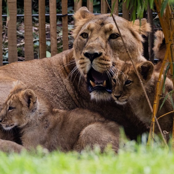 Kölner Zoo schläfert junge Löwen ein – eine bittere, aber nötige Entscheidung