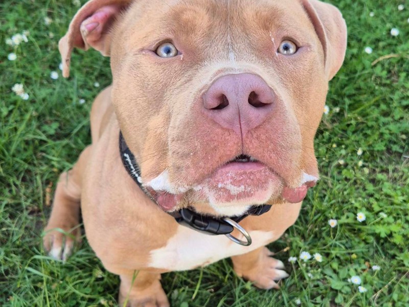 Schwer verletzter Hund muss erlöst werden – Tierheim-Pfleger haben schrecklichen Verdacht