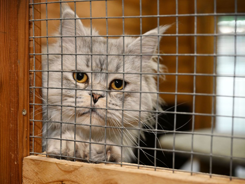 Tierheim Bochum vermittelt Kater Milo – doch schon bald erhält es eine unglaubliche Nachricht