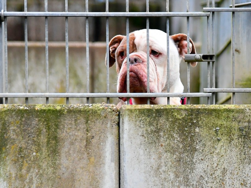 Hunde-Maul mit Panzerband zugeklebt – Tierheim-Mitarbeiter aus NRW „sind entsetzt“