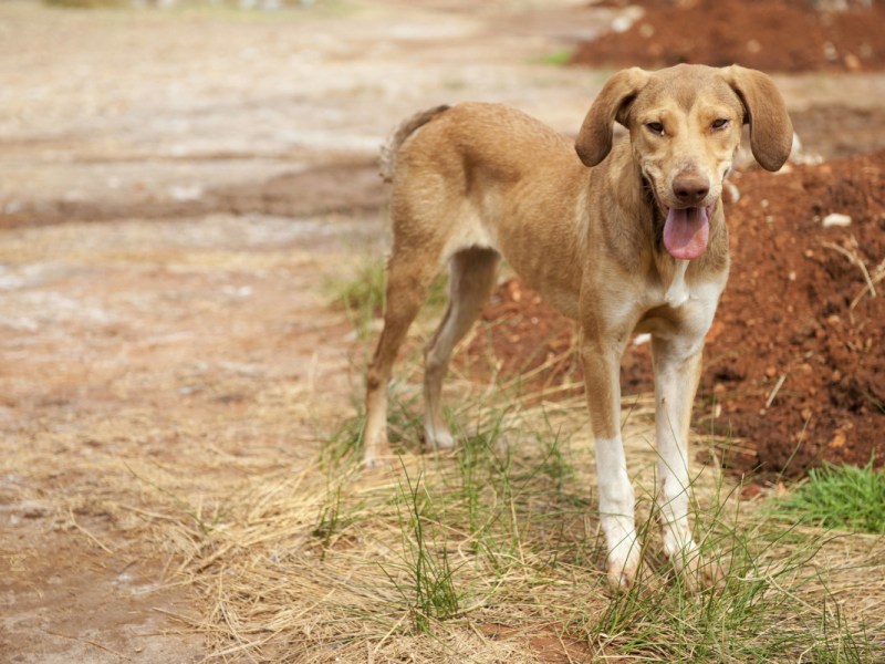 Tierheim in NRW stellt Hund auf die Waage – und traut sich kaum, es auszusprechen