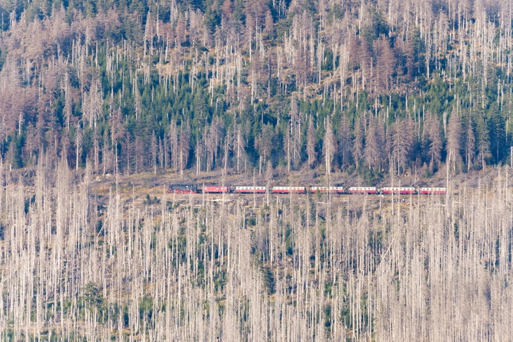 Ein anderer ist, dass immer mehr deutsche Baumarten, so wie Eichen, Buchen und Kastanien sterben, weil sie nicht mehr genug Flüssigkeit bekommen. Ganze Wälder gehen ein, was wiederum bedeutet, dass weniger CO₂ gebunden werden kann. Das macht sich auch in den Städten bemerkbar...