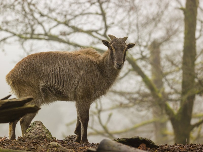 Besucher blicken freudig ins Gehege – Zoo Dortmund verrät es ihnen erst nach mehreren Wochen