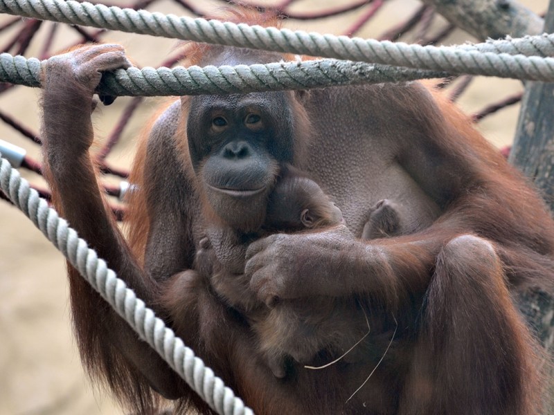 Besucher-Liebling muss Zoo Duisburg verlassen – nun herrscht Gewissheit