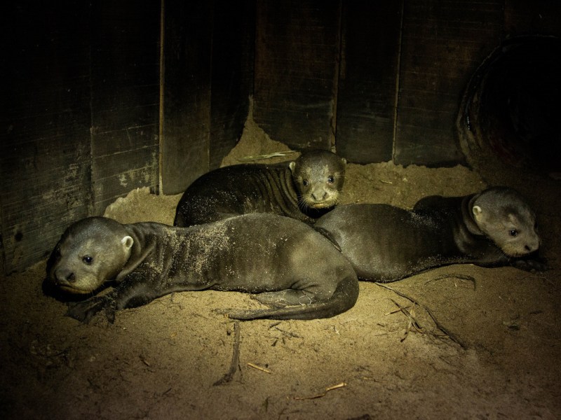 Zoo Duisburg rührt zu Tränen – das hat es weltweit noch nie gegeben