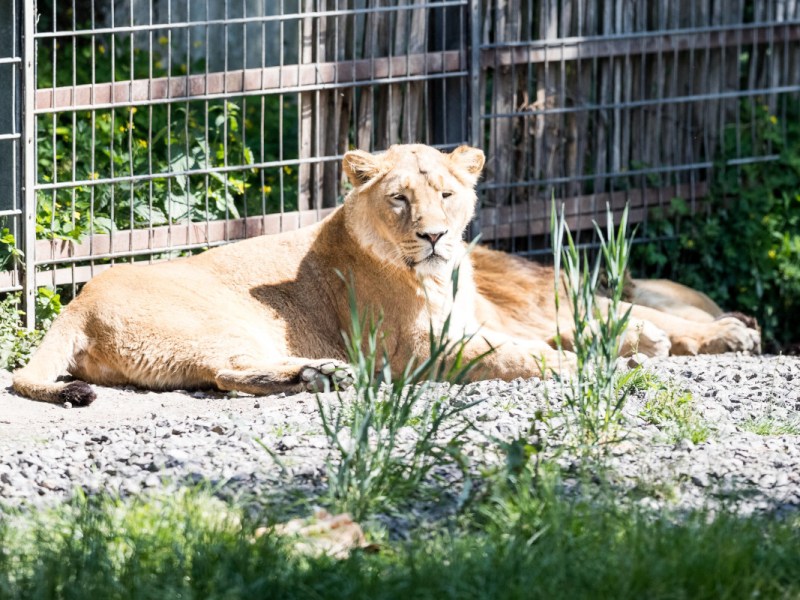PETA kritisiert beliebten Zoo in NRW scharf – „Grausame Vorgänge“