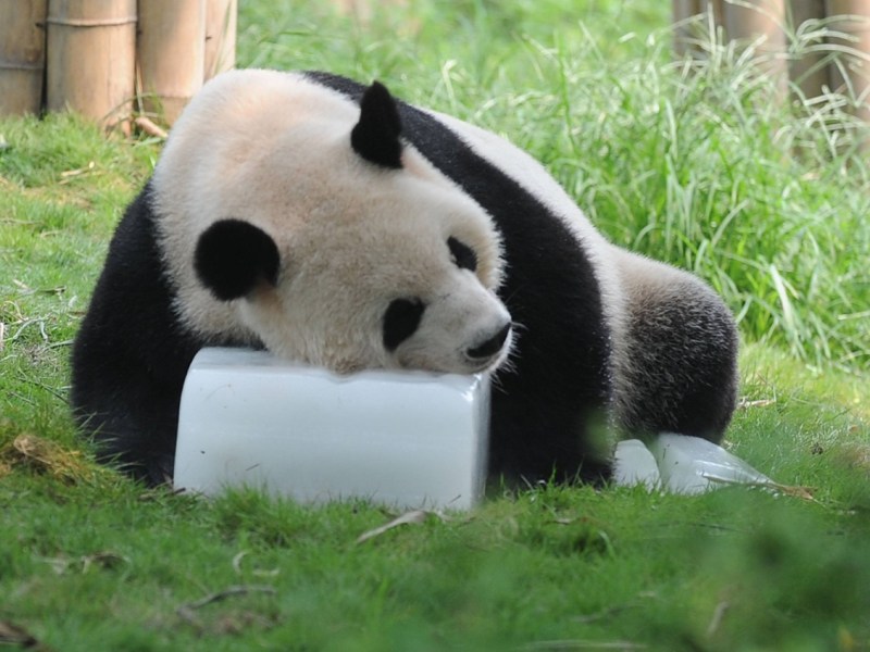 Hitze-Wahnsinn! Zoo in NRW reagiert sofort