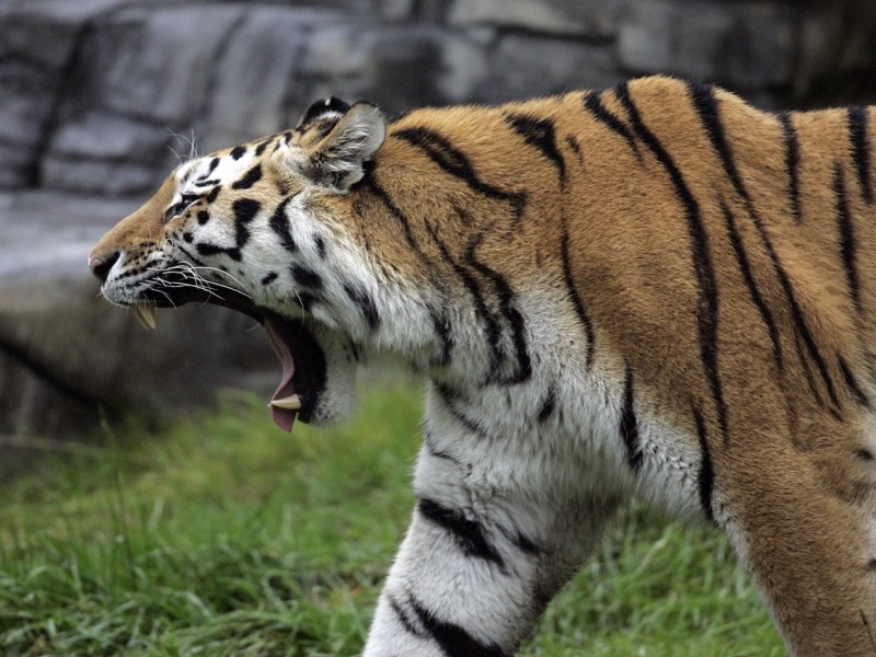 Tiger-Nachwuchs von Mutter gefressen! NRW-Zoo sorgt für entsetzliche Gewissheit