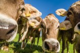 Saftig, echt, tierleidfrei – kommt jetzt das perfekte Steak für das Klima?